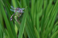 Libelle im Gras