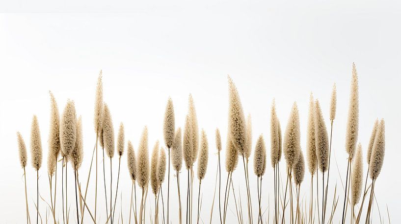 Grandes plumes de canne à sucre sur fond blanc par Vlindertuin-Art