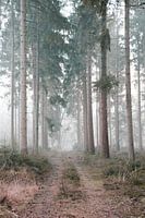 Waldweg im Speulderbos