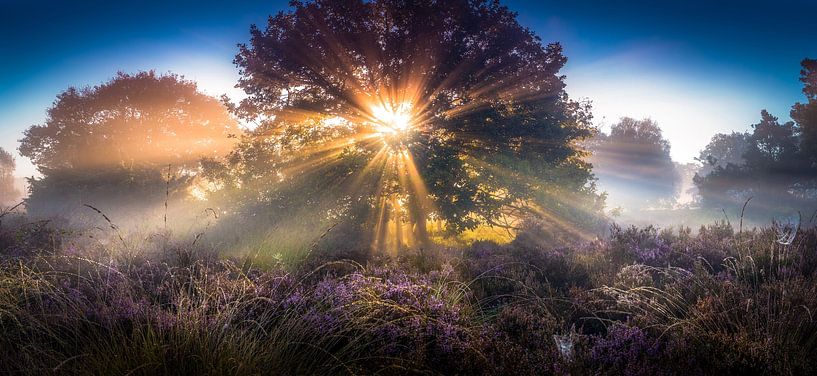Sonnenstrahlen auf einem Heidefeld  von Martijn van Steenbergen