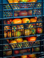 Tomaten in Kisten