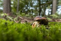 Kleine Schnecke auf einem großen Pilz