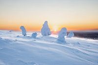 Lever de soleil derrière des arbres couverts de neige