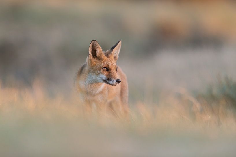 Focus par Larissa Rand