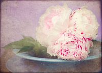 zacht wit roze rozen