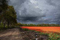 Dreigende wolkenlucht boven tulpenveld