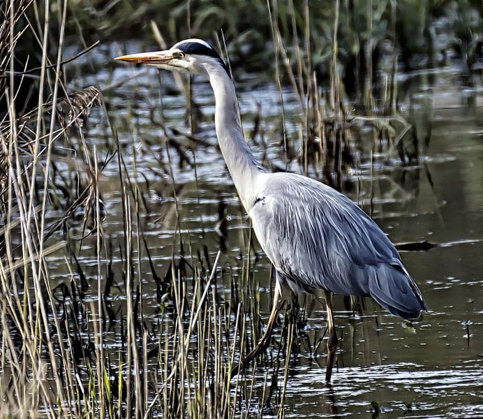 Blue Heron digital Illustration by fb-fotografie