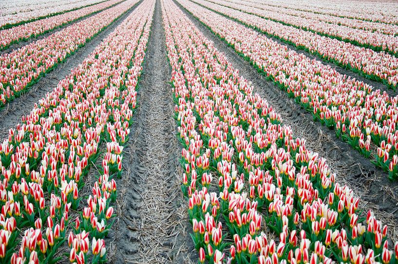 Bollenvelden Dutch flower fields par Arthur Wijnen