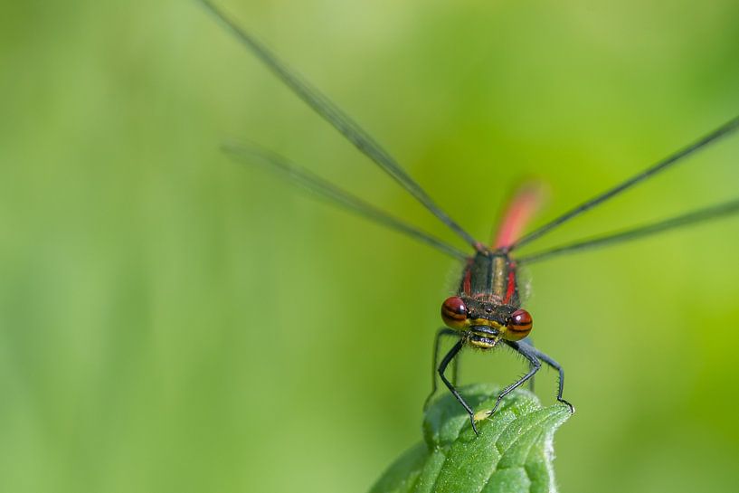 Eine Nahaufnahme einer Libelle von Diantha Risiglione