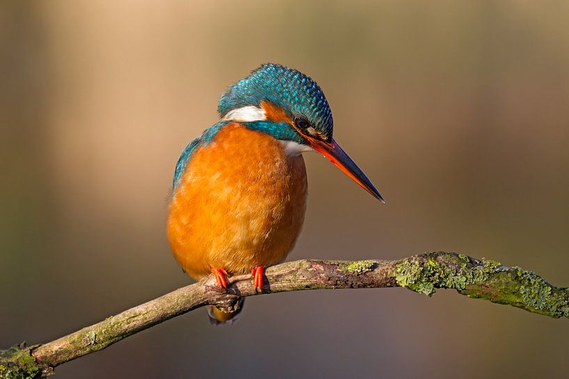 ijsvogel par gea strucks