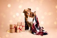 Nora sagt "Hallo!" / im Studio mit beige als Hintergrundfarbe / Australian Shepherd / Hund / Weihnachten / Geschenke