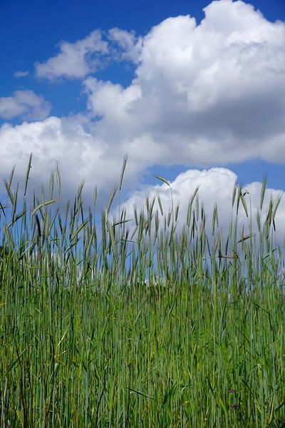 Grain contre un ciel à demi-nucléaire par Folkert Jan Wijnstra
