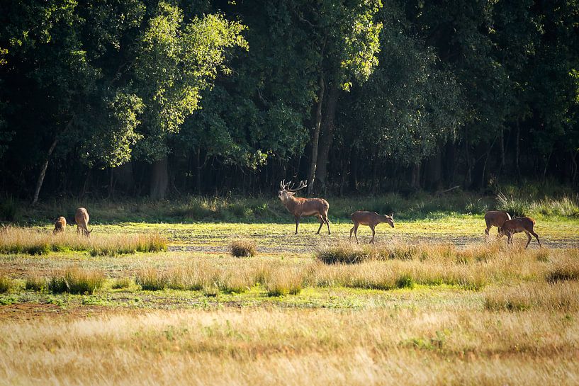Les cerfs à l'âge du bronze par Carola Schellekens