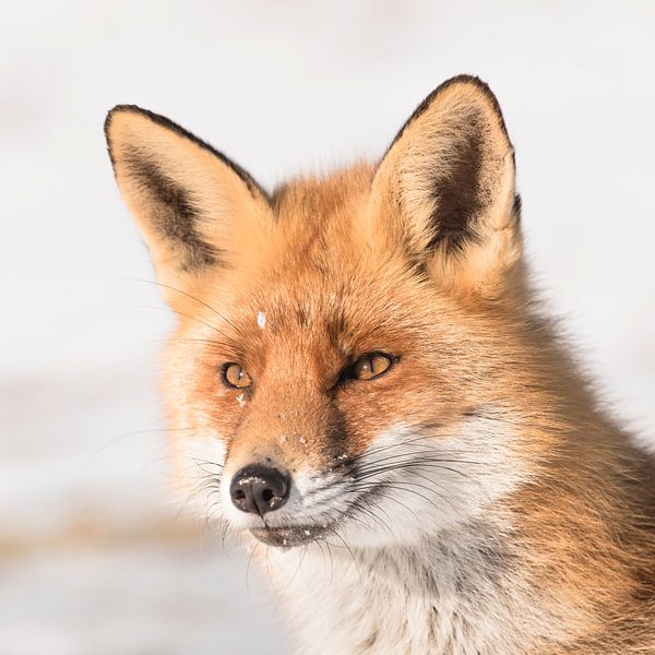 Le renard dans le paysage hivernal par Leendert Noordzij Photography