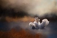 Two Swans In Water