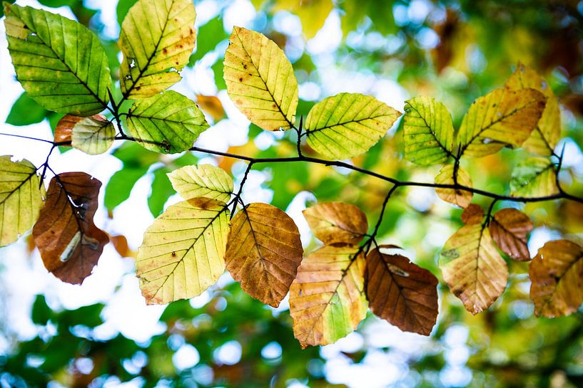 Autumn colours by Johan Vet