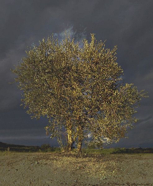 OLIVE TREE, UMBRIA by ASTR