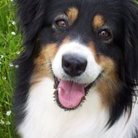 Treue und Freundschaft