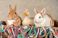 Kaninchen mit Ente hdr