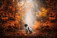 Holländischer Herbst