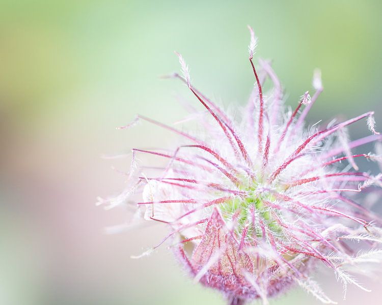 Water Avens by John Goossens Photography
