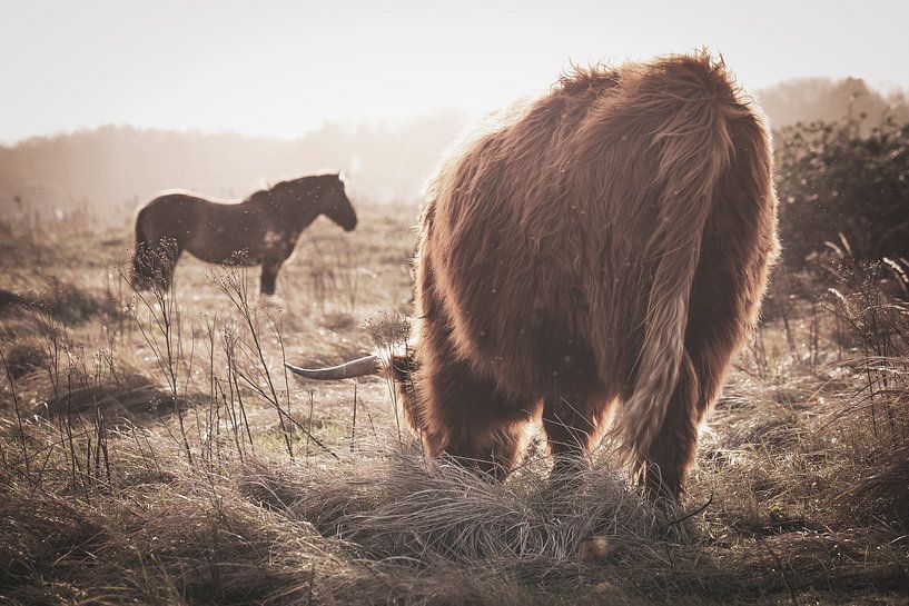 Scottish Highlander with horse by Sander van Driel