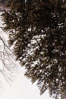 Nature of Amsterdam, North Holland, Netherlands, Aaya Mohamed, Aaya Photographs