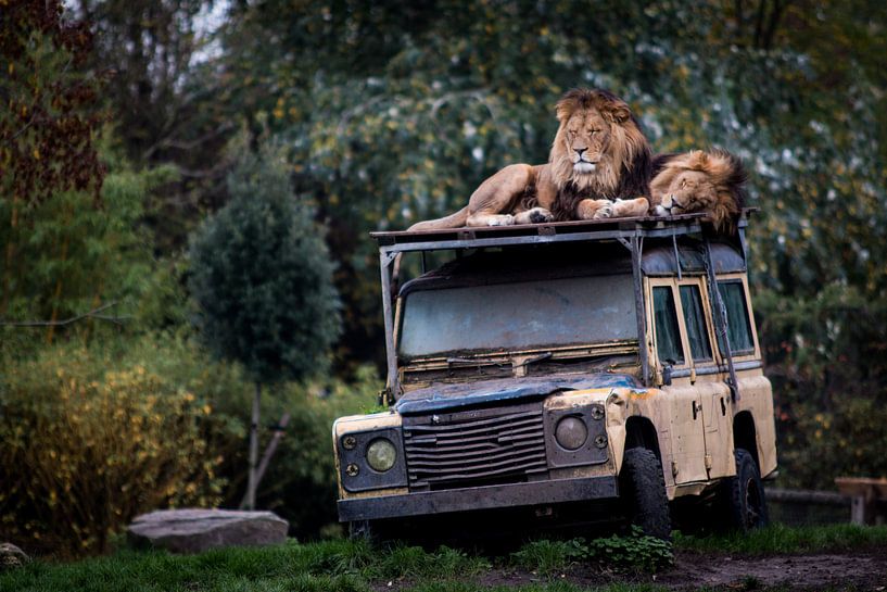 Des lions sur le toit d'une jeep par Suzanne Schoepe