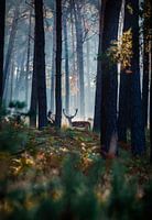 Hirsch in der Morgendämmerung