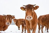 Cows in snowy meadow