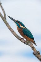 Kingfisher in menacing pose