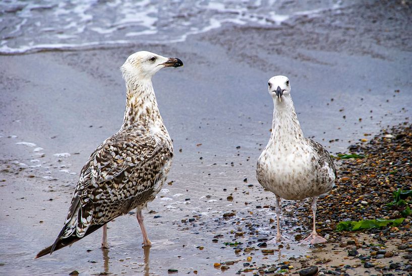 Deux sur la côte par Kirsten Warner