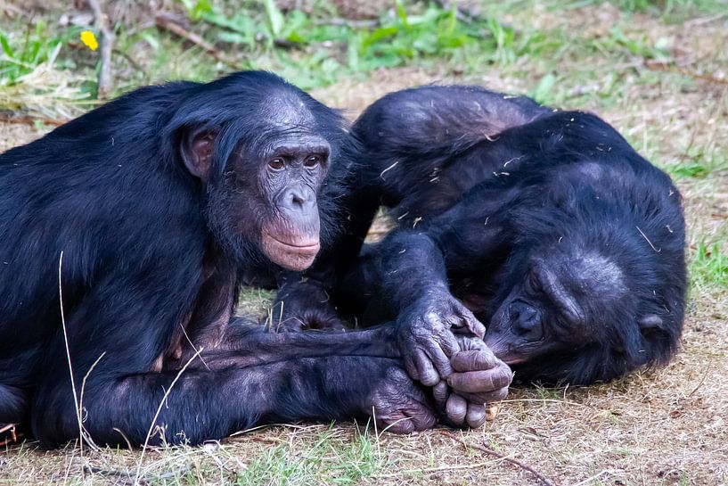Bonobo's vinden elkaar lief by Arnold van der Horst