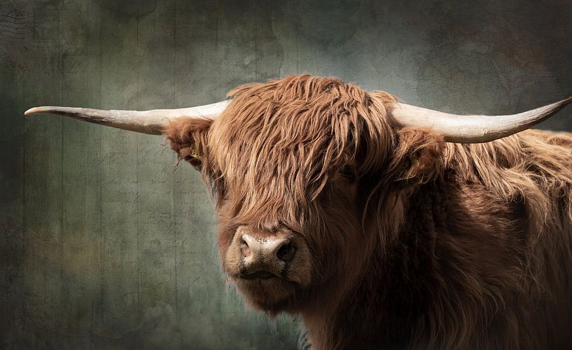 Porträt eines schottischen Highlanders mit Vintage-Verarbeitung von KB Design & Photography (Karen Brouwer)