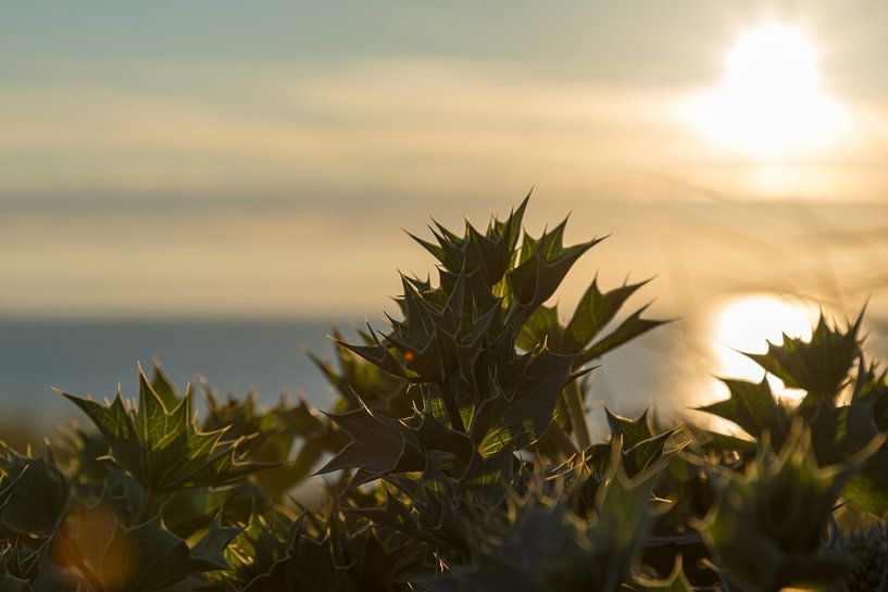 Sea holly by Leo Kramp Fotografie
