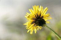 Löwenzahn mit unscharfem Hintergrund