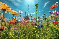 Blumenfeld im Gegenlicht