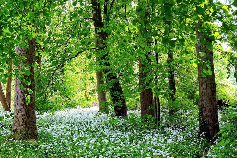 Printemps par Ostsee Bilder