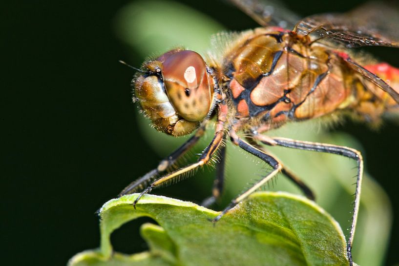 Heidelibel rouge pierre sur feuille de chêne par Jeroen Stel