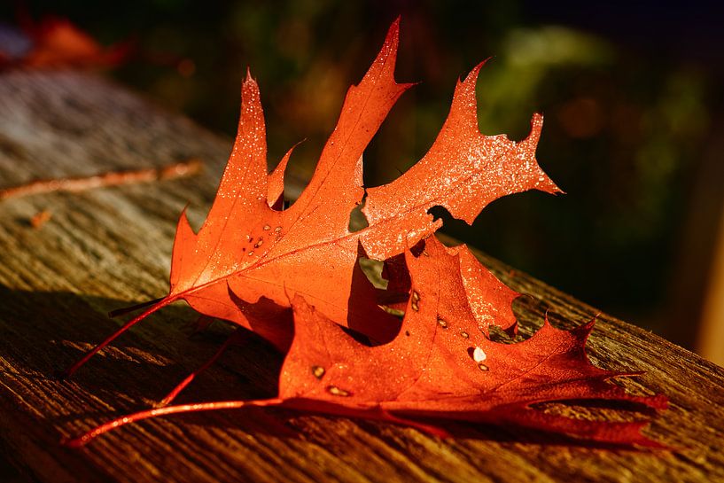 Herbstlaub auf dem Tisch von René van der Horst