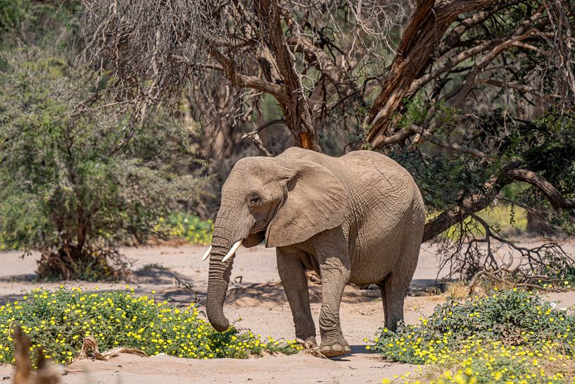 Eléphant du désert dans une rivière sèche de Namibie, Afrique par Patrick Groß