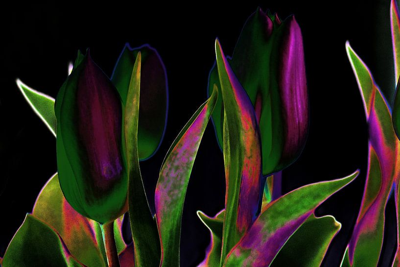 Tulpenart von Edgar Schermaul