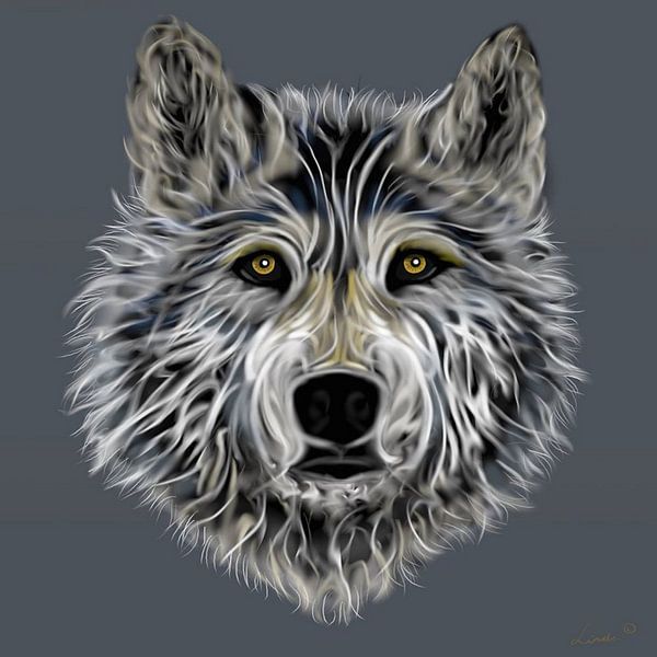 Wolf van Linda van Kleef