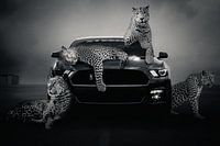 Race auto met jaguars