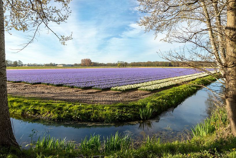 Hyazinthenzwiebelfeld von Mieneke Andeweg-van Rijn