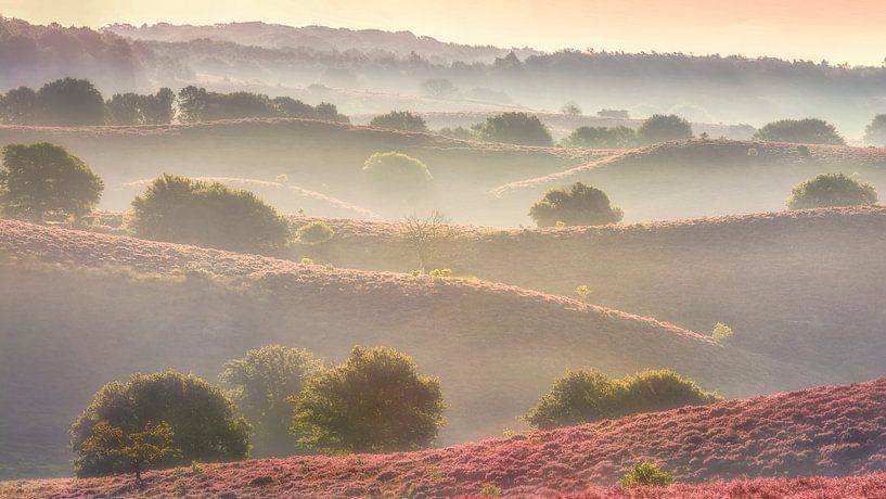 Heidehügel von Bram de Jong