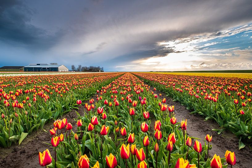 Champ de tulipes au coucher du soleil à Groningue par Evert Jan Luchies
