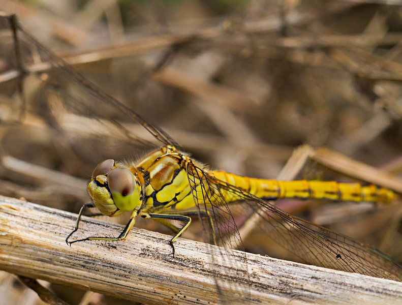 De steenrode heidelibel(vrouwtje), een insectenhelicopter par noeky1980 photography