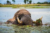 Elephant in the Okavango Delta