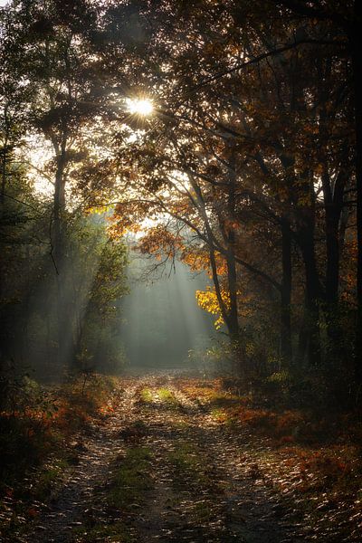 Herfst bospad par Danny Taheij